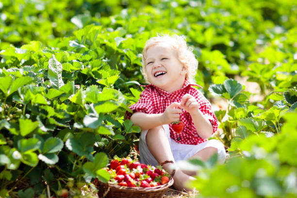 istock Kids pick strawberry on berry field in summer 978505886