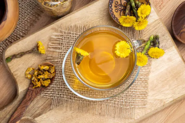 A cup of coltsfoot tea with fresh Tussilago farfara plant