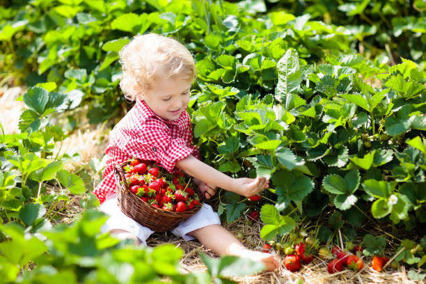 istock Kids pick strawberry on berry field in summer 978509558