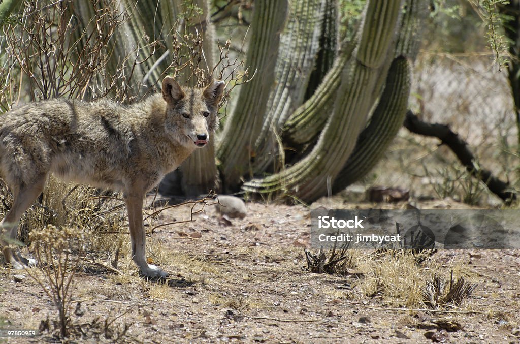 Arizona Coyote - Foto de stock de Animais caçando royalty-free