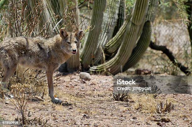 Foto de Arizona Coyote e mais fotos de stock de Animais caçando - Animais caçando, Animal, Animal selvagem