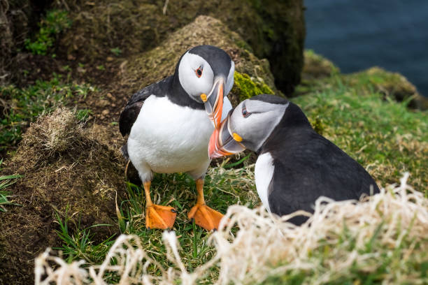istock Two Atlantic Puffins on the Scottish island of Lunga 978510400
