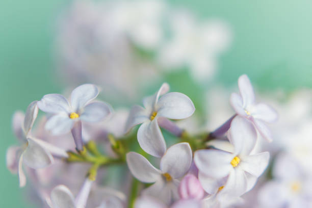 istock Macro flowers of lilac on soft background 978510988