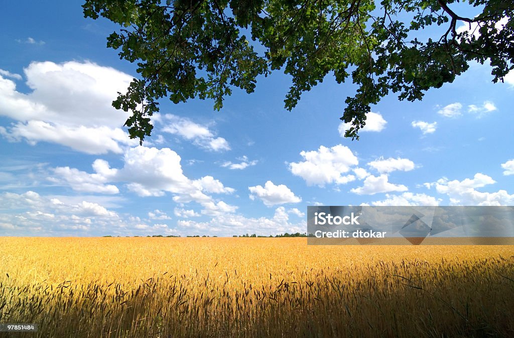 Campo con ramo - Foto stock royalty-free di Agricoltura