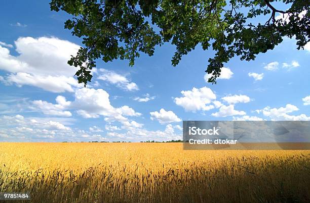 Campo Com Ramificação - Fotografias de stock e mais imagens de Abaixo - Abaixo, Agricultura, Amarelo