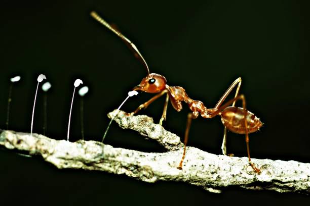 istock Close up ant on fungus branch. 978516090