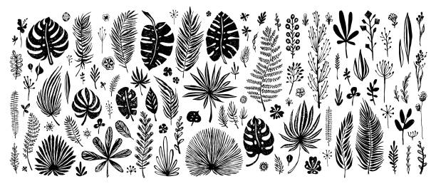 big Set of black doodle elements. big Set of black doodle elements. exotic tropical leaves on a white background. Vector botanical illustration. Great design elements for congratulation cards, banners and others zebra plant stock illustrations