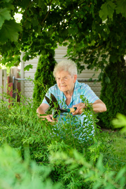 istock Senior Woman Trimming Shrubs In Her Back Yard 978517272