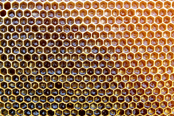 istock Background texture and pattern of a section of wax honeycomb from a bee hive filled with golden honey in a full frame view. 978519934