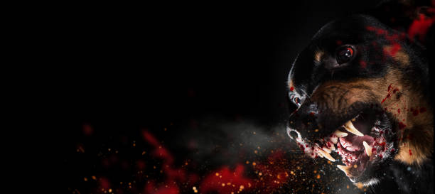 istock Ferocious Rottweiler barking mad on black background 978519952