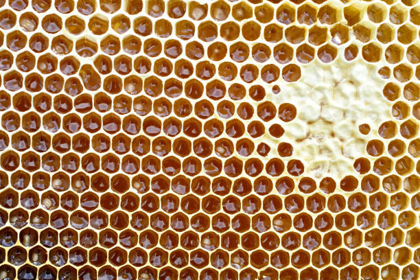 istock Background texture and pattern of a section of wax honeycomb from a bee hive filled with golden honey in a full frame view. 978520398