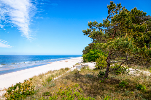 Polish Baltic seashore  with pines in Wolinski National Park in Wolin island, Poland