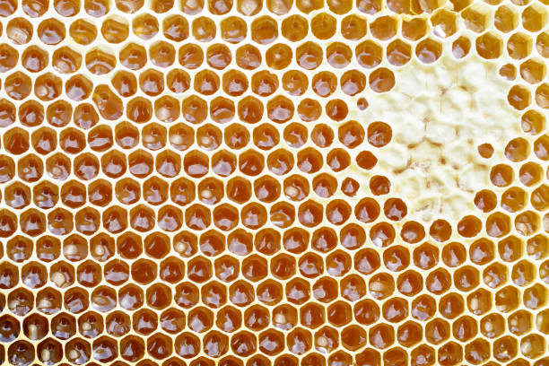 istock Honeycomb from a bee hive filled with golden honey in a full frame view. Background texture. 978523084