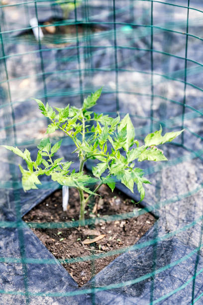 Young Tomato Plant Sprout Protected by Wire Cage Bright leafy green young tomato plant growing through a cutout in a weed-preventing plastic ground cover. The new young sprout is protected from foraging deer, rabbits and other herbivore critters by a tall circular surrounding wire mesh cage in a suburban western New York State home vegetable garden. tomato cages stock pictures, royalty-free photos & images