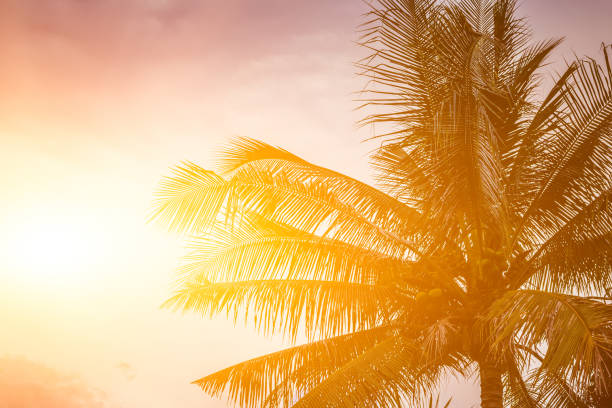 istock Evening sun shines through the coconut in the garden. 978528796