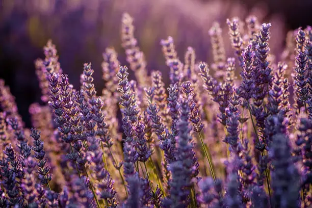 Sunset over violet lavender field in Turkey in summer time