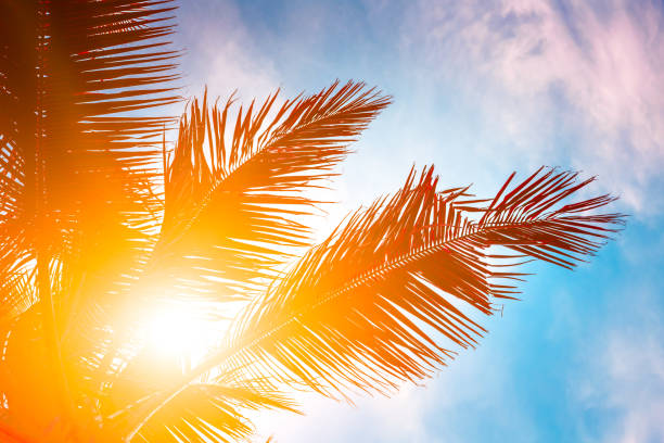 istock Evening sun shines through the coconut in the garden. 978529122