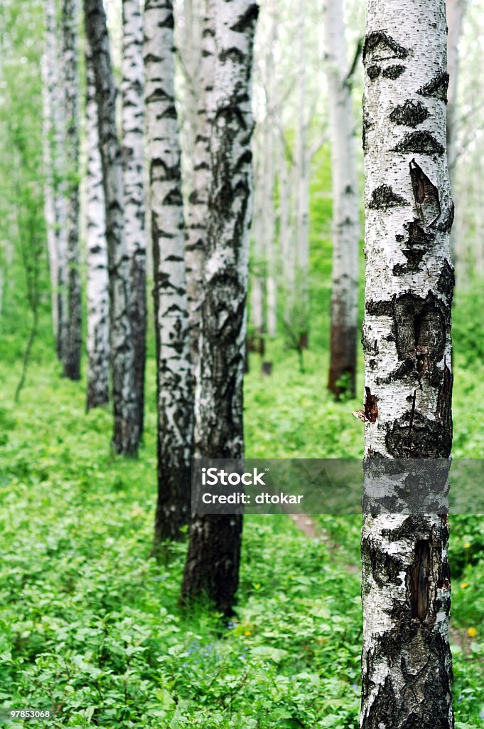 Birch forest  Aspen Tree Stock Photo