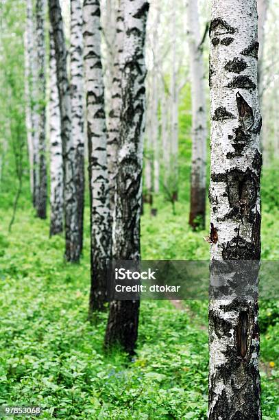 Birch Forest Stock Photo - Download Image Now - Aspen Tree, Autumn, Backgrounds