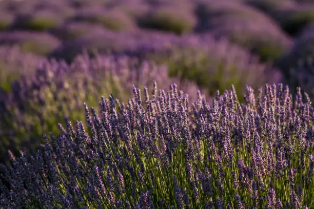 Sunset over violet lavender field in Turkey in summer time