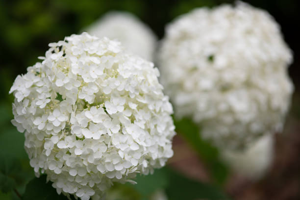 istock close-up of white hydrangea flower 978534756