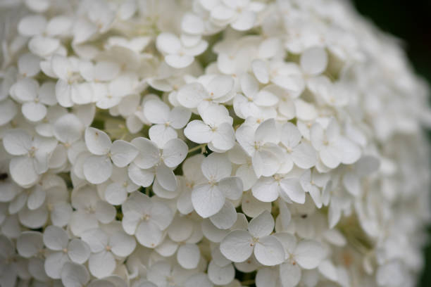istock close-up of white hydrangea flower 978534782