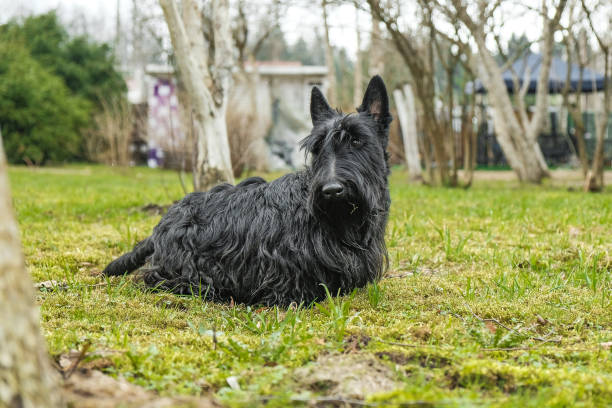 istock fun black Scotch Terrier jumping in the grass 978534872