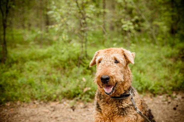One sitting Black brown Airedale Terrier dog isolated on white
