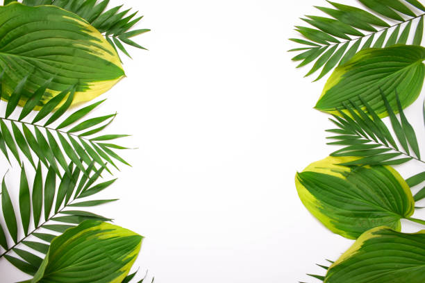 istock Green palm leafs isolated on white background 978540506