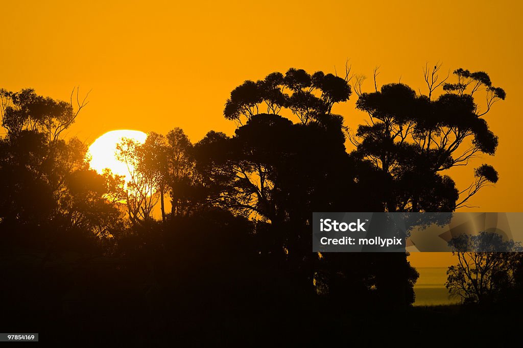 Sonnenuntergang hinter Gum Bäumen - Lizenzfrei Australien Stock-Foto