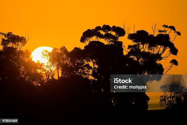 Tramonto Dietro Di Alberi Di Eucalipto - Fotografie stock e altre immagini di Albero di eucalipto - Albero di eucalipto, Ambientazione esterna, Arancione