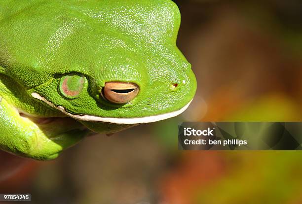 Green Tree Frog Stockfoto und mehr Bilder von Australien - Australien, Frosch, Nahaufnahme