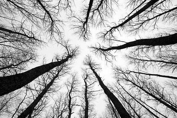 árvores de aspen no inverno - high contrast - fotografias e filmes do acervo