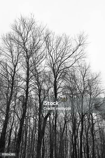 Bäume In Aspen Im Winter Stockfoto und mehr Bilder von Ast - Pflanzenbestandteil - Ast - Pflanzenbestandteil, Baum, Farbbild