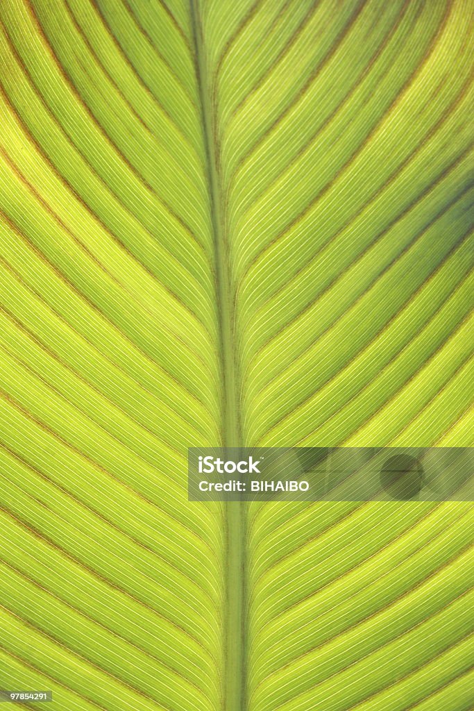 Leaves  Beauty In Nature Stock Photo