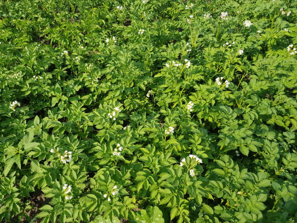 istock potato bushes with flowering close-up. 978545684
