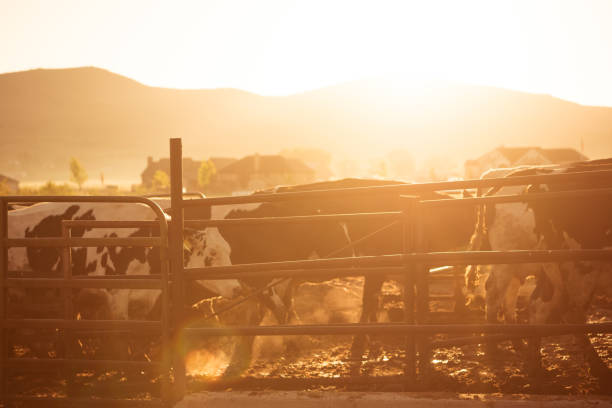 Cows in dairy farm, just at sunrise