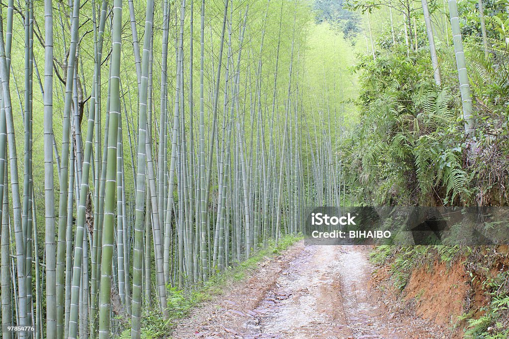 bamboo forest  Asia Stock Photo