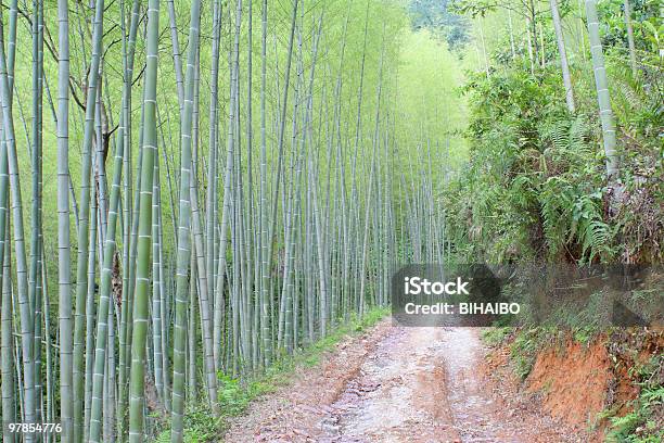 Bamboo Forest Stock Photo - Download Image Now - Asia, Backgrounds, Bamboo Leaf