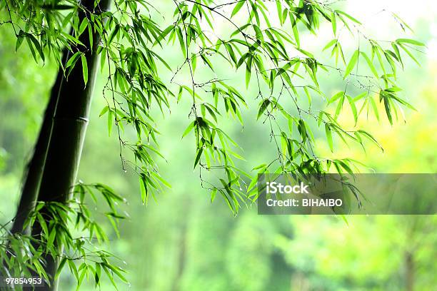 Las Bambusowy - zdjęcia stockowe i więcej obrazów Bambus - Tworzywo - Bambus - Tworzywo, Bambus - Wiechlinowate, Bez ludzi