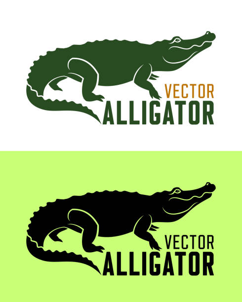 ilustraciones, imágenes clip art, dibujos animados e iconos de stock de ilustración de vector de silueta de cocodrilo - alligator