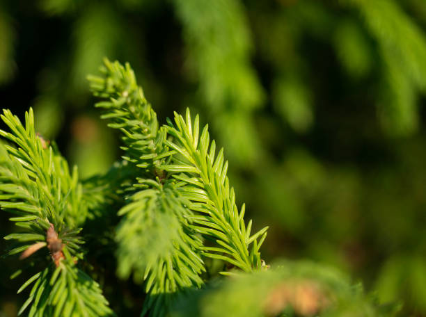 istock Sprig of green spruce 978549546