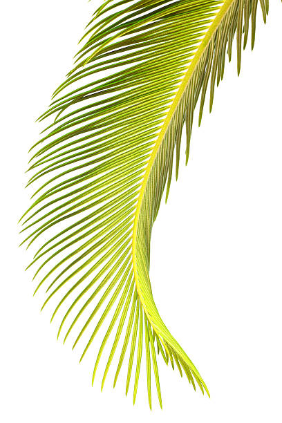 istock Leaves of palm tree 97854994