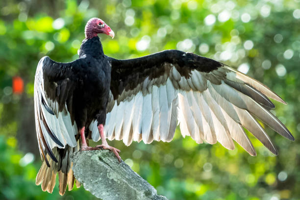 istock Turkey Vulture (cathartes aura), also known as the Turkey Buzzard, John Crow or Carrion Crow 978552022