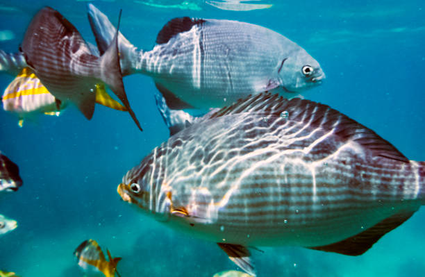 istock Marine life in Atlantic Ocean on Cuban coast 978552452