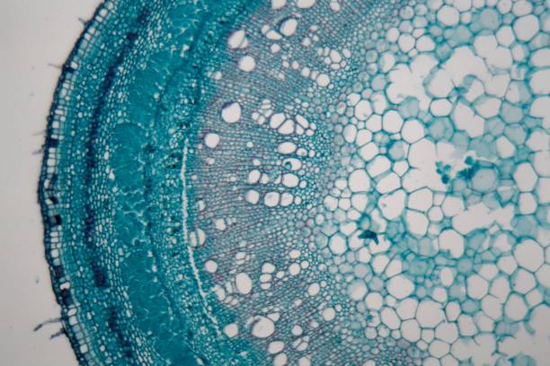 istock Stem cells of a lentil plant under the microscope 978552900