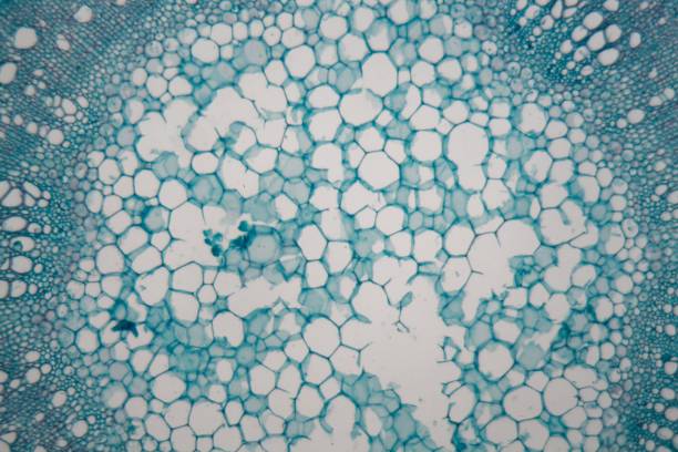 istock Stem cells of a lentil plant under the microscope 978552906