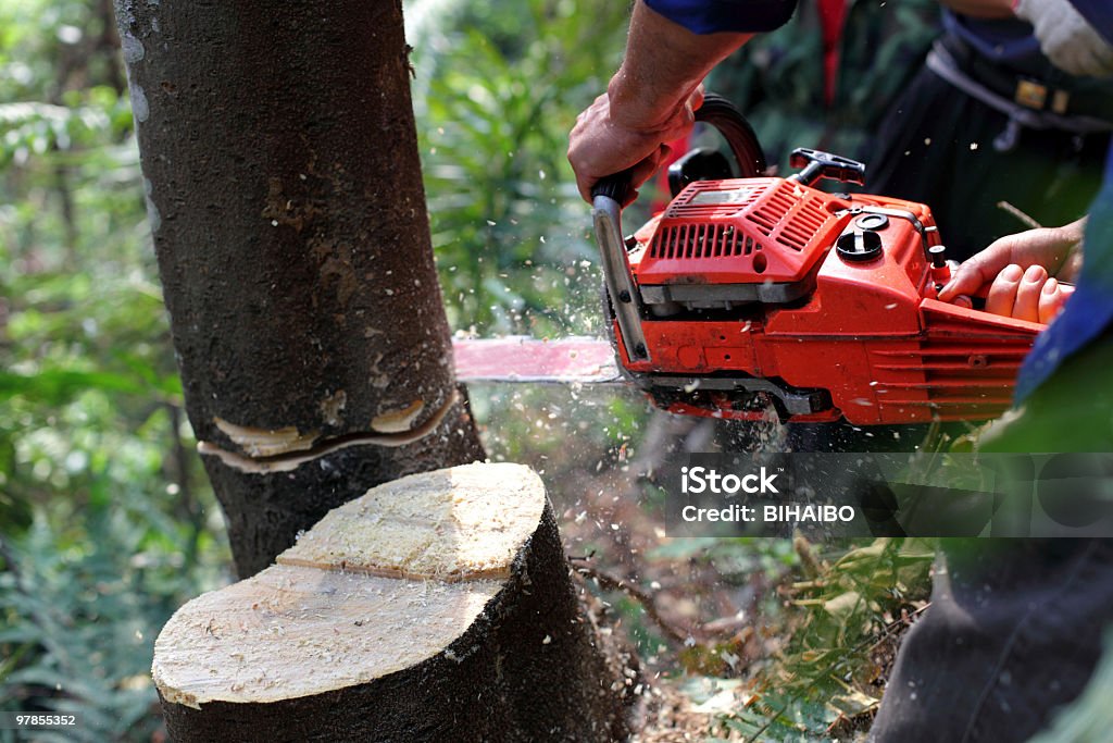 Cutting the Tree  Tree Stock Photo