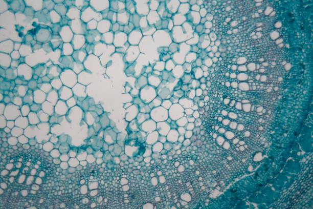 istock Stem cells of a lentil plant under the microscope 978553796