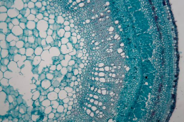 istock Stem cells of a lentil plant under the microscope 978555044